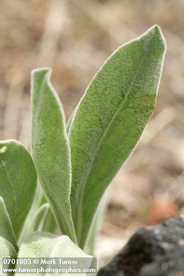 Dagger Pod foliage detail