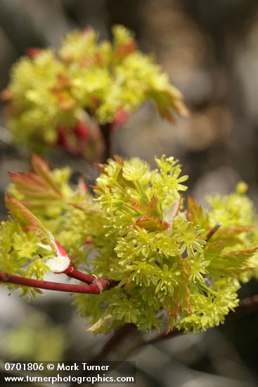 Douglas Maple blossoms & emerging foliage detail