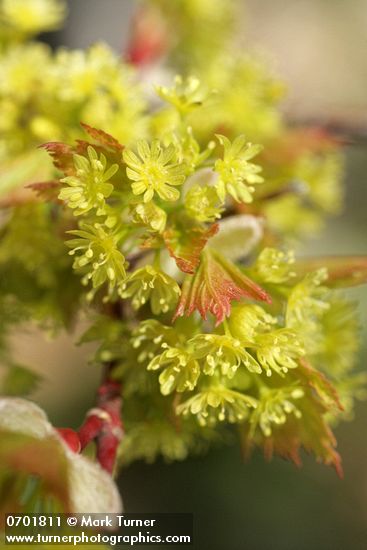Douglas Maple blossoms & emerging foliage detail