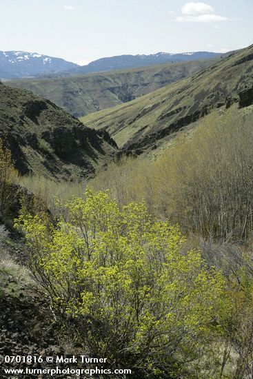 Waterworks Canyon view south w/ Douglas Maple fgnd