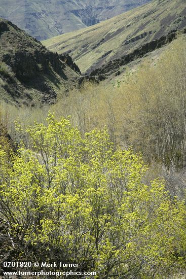 Waterworks Canyon view south w/ Douglas Maple fgnd