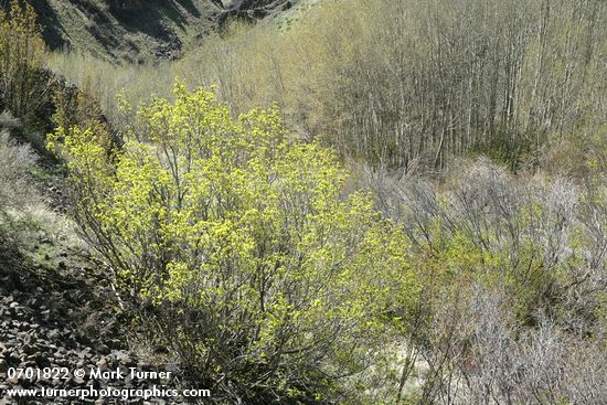 Waterworks Canyon view south w/ Douglas Maple fgnd
