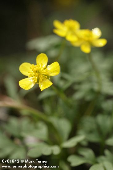 Sagebrush Buttercups
