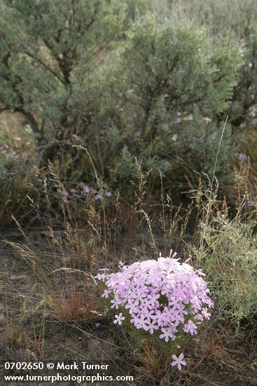 Longleaf Phlox among Big Sagebrush
