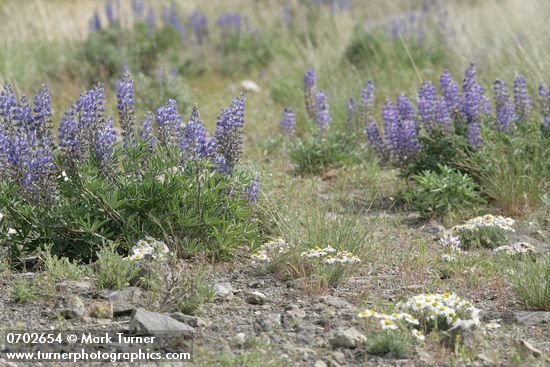 Bingen Lupines w/ Cushion Fleabane