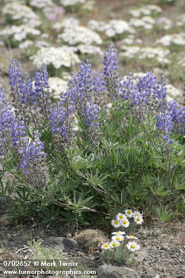 Bingen Lupines w/ Cushion Fleabane