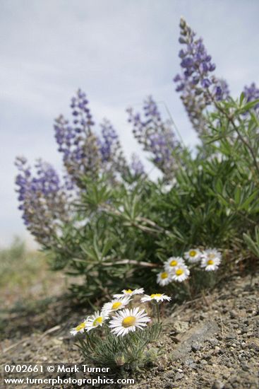 Cushion Fleabane w/ Bingen Lupines soft bkgnd against sky, low angle