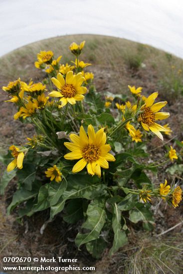 Carey's Balsamroot, extreme wide angle