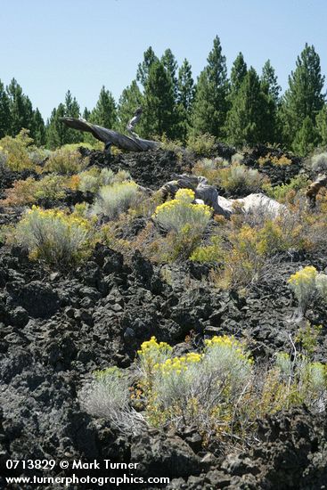 Gray Rabbitbrush on lava flow w/ Ponderosa Pines bkgnd