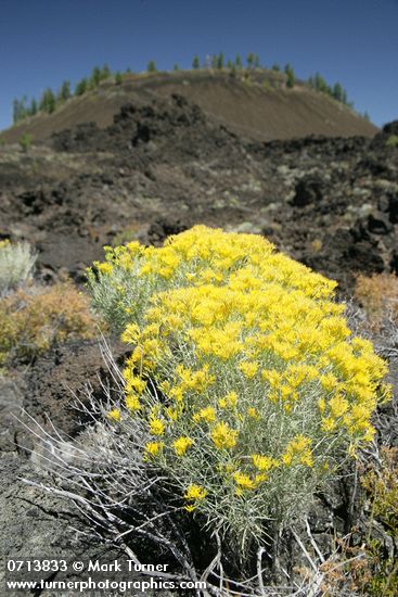 Gray Rabbitbrush on lava flow w/ Lava Butte bkgnd
