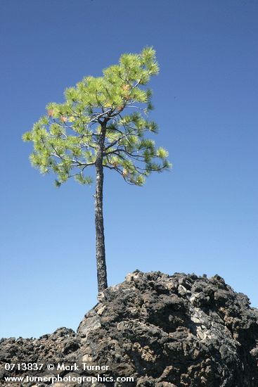 Stunted Ponderosa Pine on lava ball