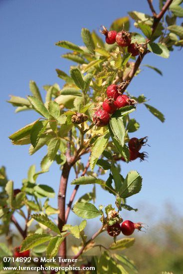 Pearhip Rose fruit & foliage against blue sky