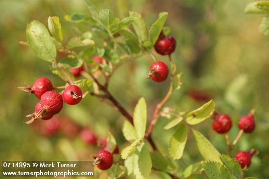 Pearhip Rose fruit & foliage