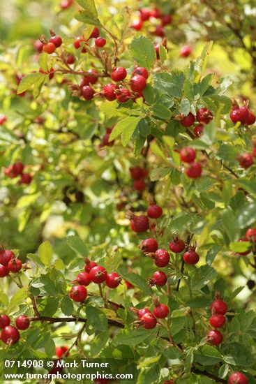 Pearhip Rose fruit & foliage