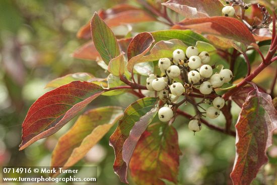 Red-osier Dogwood fruit & foliage