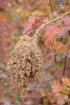 Ocean Spray seed heads w/ autumn foliage soft bkgnd