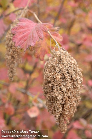 Ocean Spray seed heads w/ autumn foliage soft bkgnd