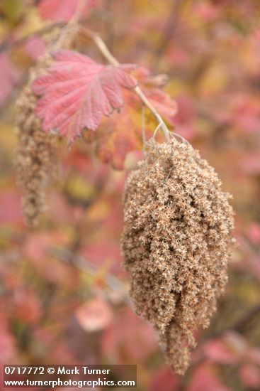 Ocean Spray seed heads w/ autumn foliage soft bkgnd