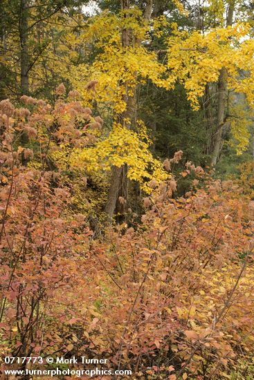 Ocean Spray w/ Black Cottonwoods, autumn