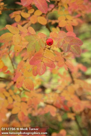 Baldhip Rose fruit & foliage, autumn