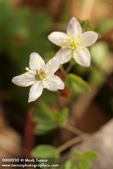 Siskiyou False Rue-Anemone