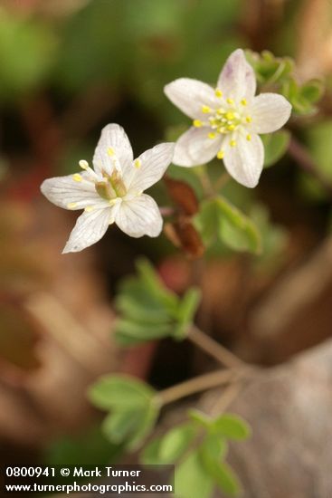 Siskiyou False Rue-Anemone