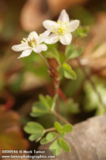 Siskiyou False Rue-Anemone
