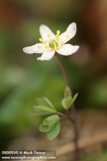 Siskiyou False Rue-Anemone