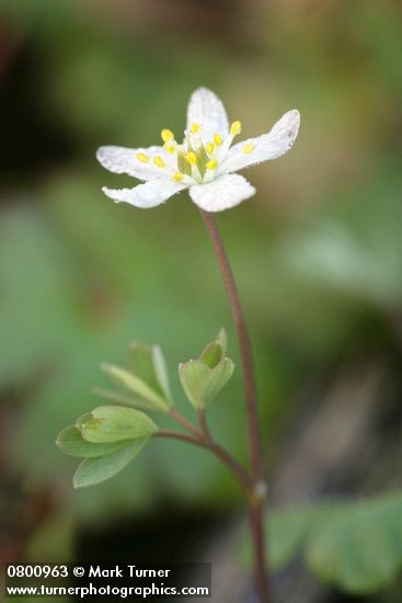 Siskiyou False Rue-Anemone