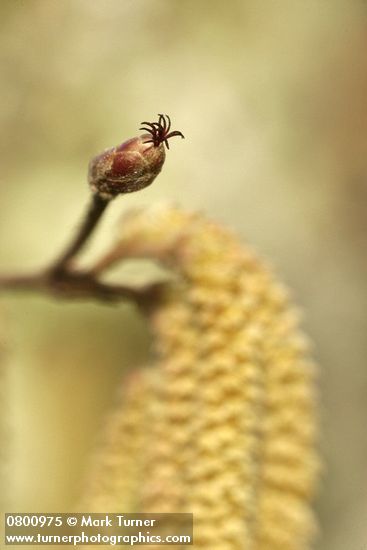 Common Hazelnut female blossom detail