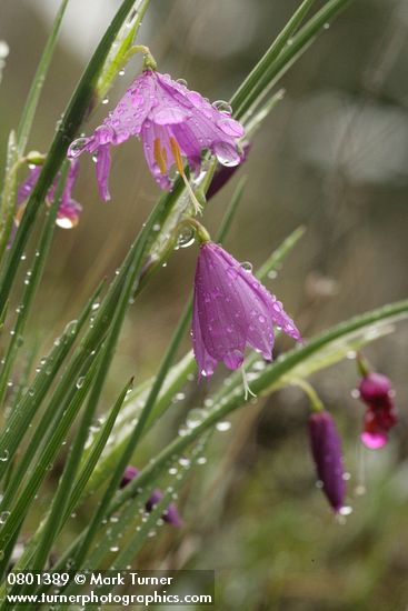 Grass Widow blossoms & foliage w/ raindrops