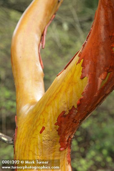 Pacific Madrone wet trunk & peeling bark detail