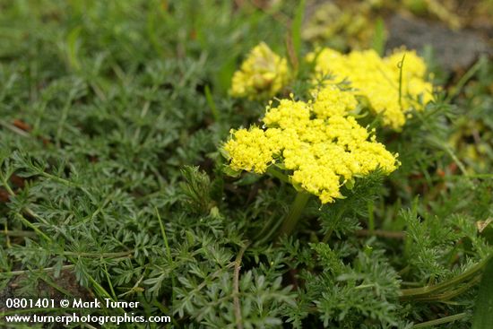 Spring Gold (fFne-leaf Desert Parsley)