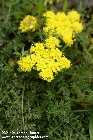 Spring Gold (fFne-leaf Desert Parsley)
