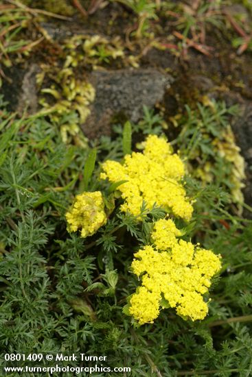 Spring Gold (fFne-leaf Desert Parsley)