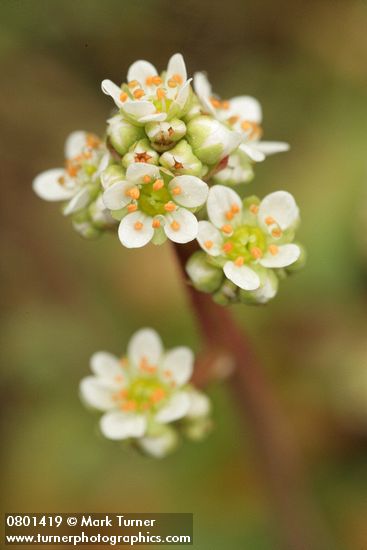 Early Saxifrage blossoms detail