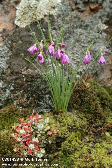 Grass Widows against lichen-covered rock w/ Pacific Sedum among mosses