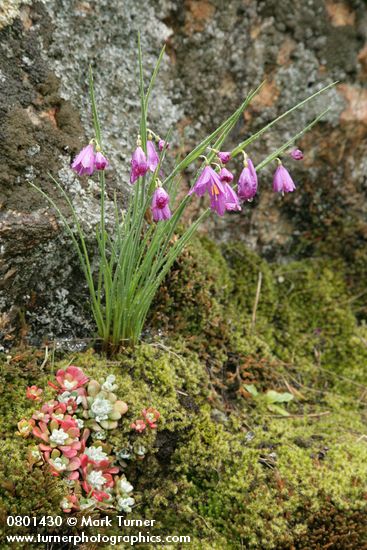 Grass Widows against lichen-covered rock w/ Pacific Sedum among mosses