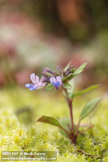 Small-flowered Blue-eyed Mary among moss