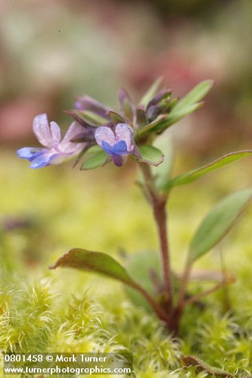 Small-flowered Blue-eyed Mary among moss