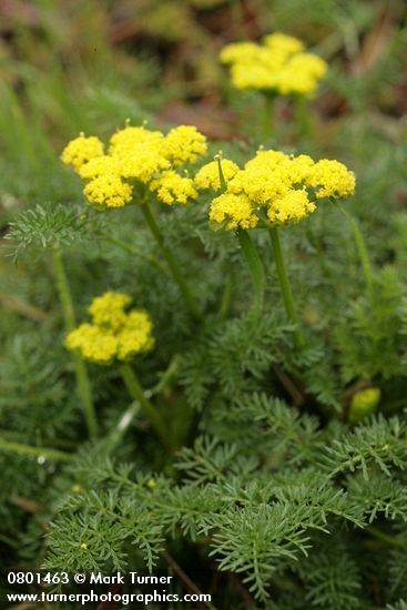 Spring Gold (fFne-leaf Desert Parsley)