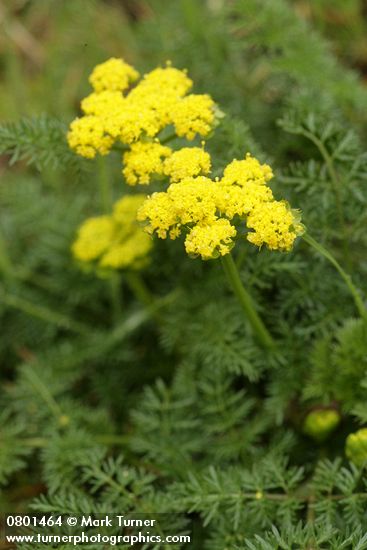 Spring Gold (fFne-leaf Desert Parsley)