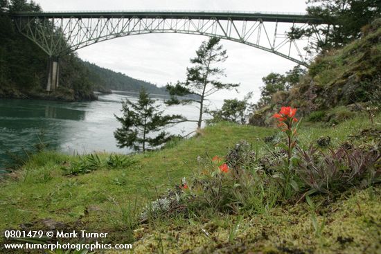 Harsh Paintbrush on grassy slope w/ Deception Pass & bridge bkgnd