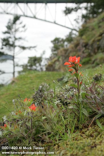 Harsh Paintbrush on grassy slope w/ Deception Pass & bridge bkgnd