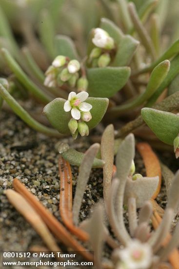 Pale Montia blossom & foliage detail