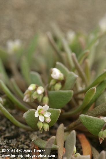 Pale Montia blossom & foliage detail