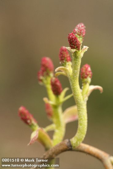 Red Alder male blossoms