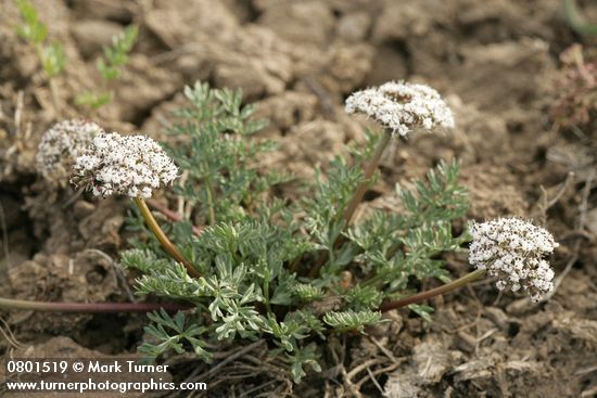 Canby's Desert Parsley