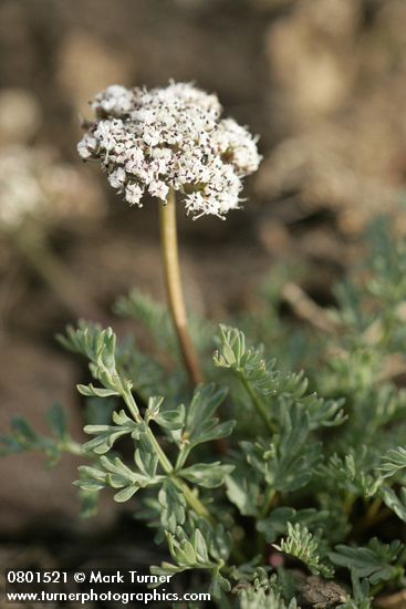 Canby's Desert Parsley