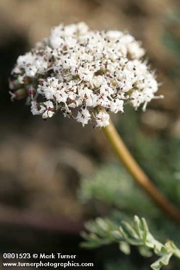 Canby's Desert Parsley blossoms detail